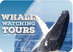 whale watching tours